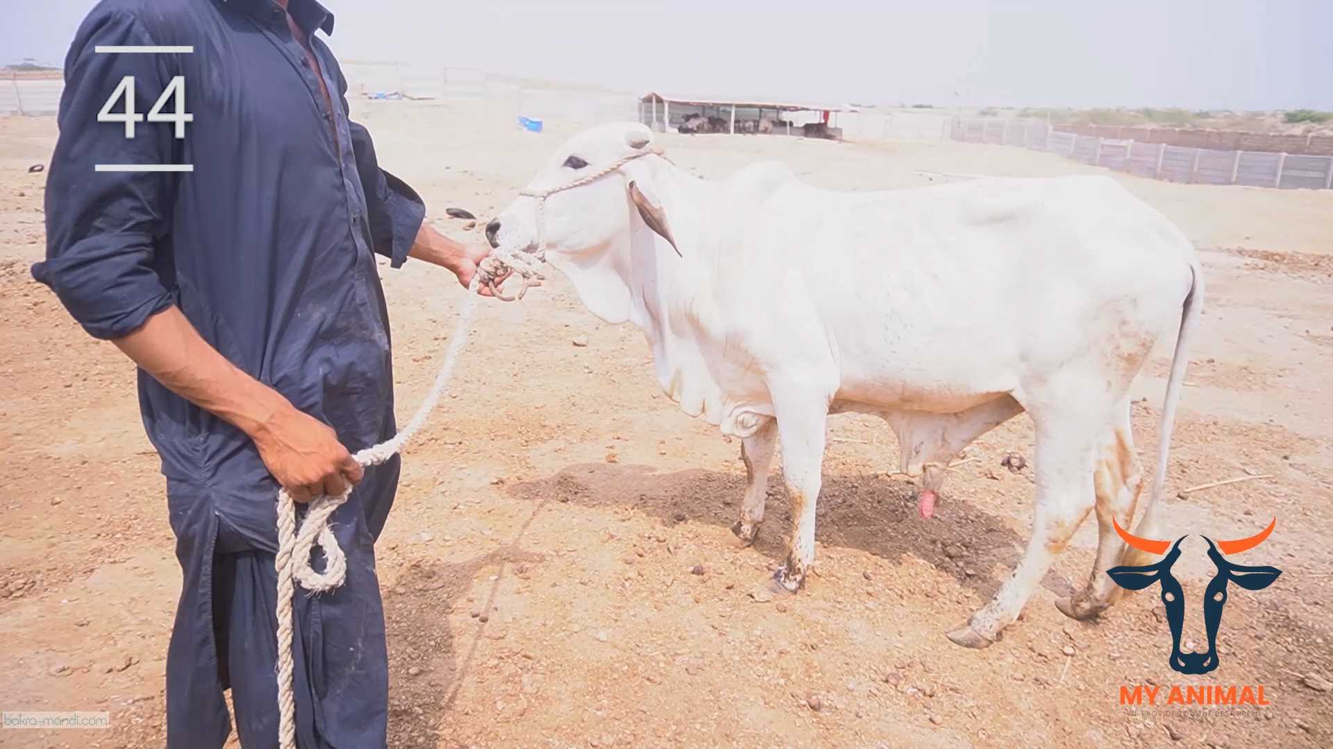 My Animal Cattle Farm Cow & Bulls